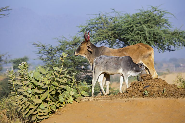 A cow and calf, cared for as part of our Gau Seva